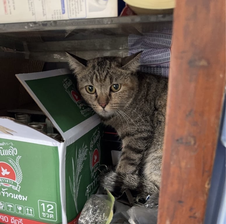 ตามหาเจ้าของแมว ตัวไม่ใหญ่มาก ขนแข็งนิดหน่อย
