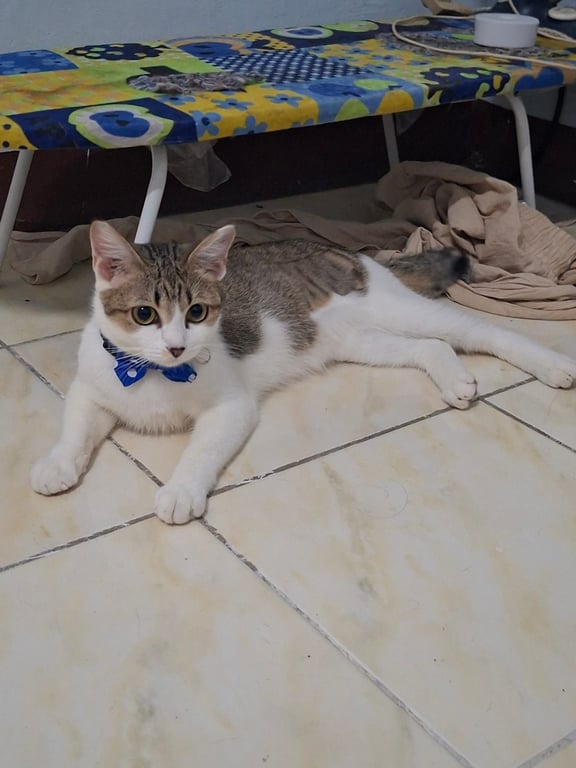 ลูน่า