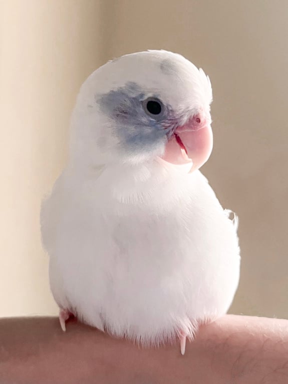 โมเน่