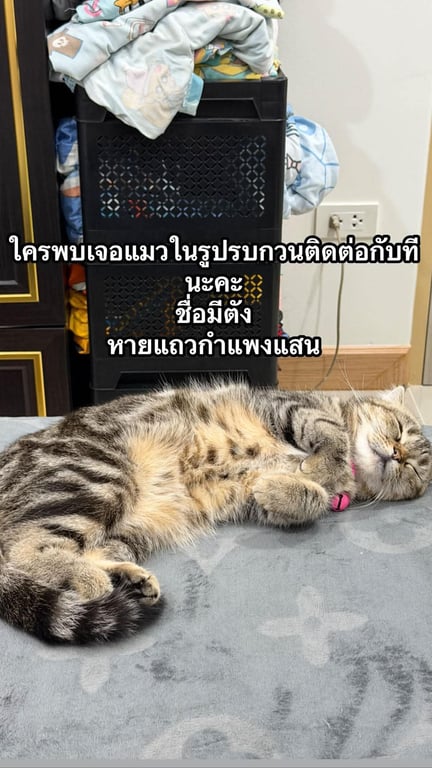 มีตัง