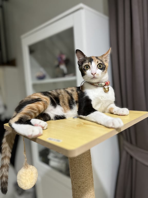 เบลล่า
