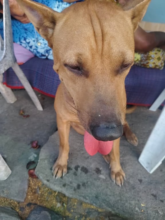 ตามหาเจ้าของหมา เพศผู้ ทำหมันแล้ว เชื่องเข้ากับคนง่าย