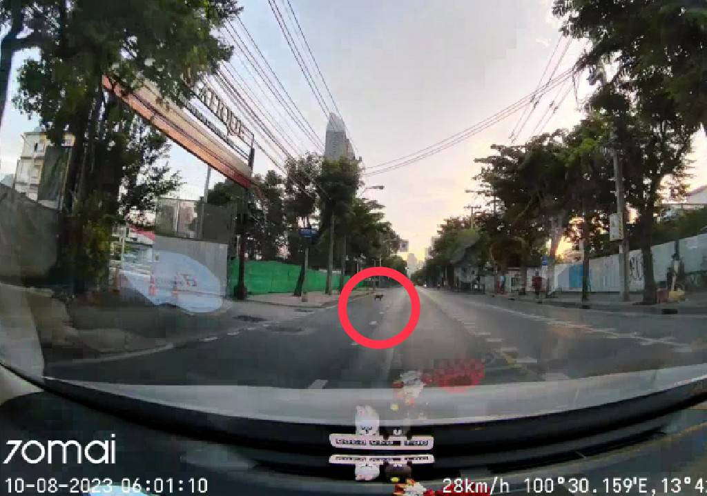 ตามหาเจ้าของหมา หมาพันธุ์เล็ก ( ขาสั้น ) สีน้ำตาล