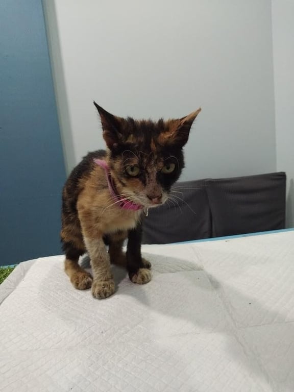 ตามหาเจ้าของแมว 