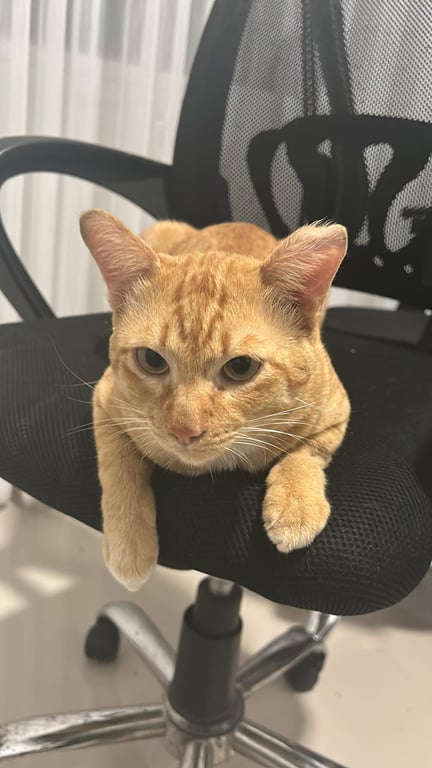 เหมียว