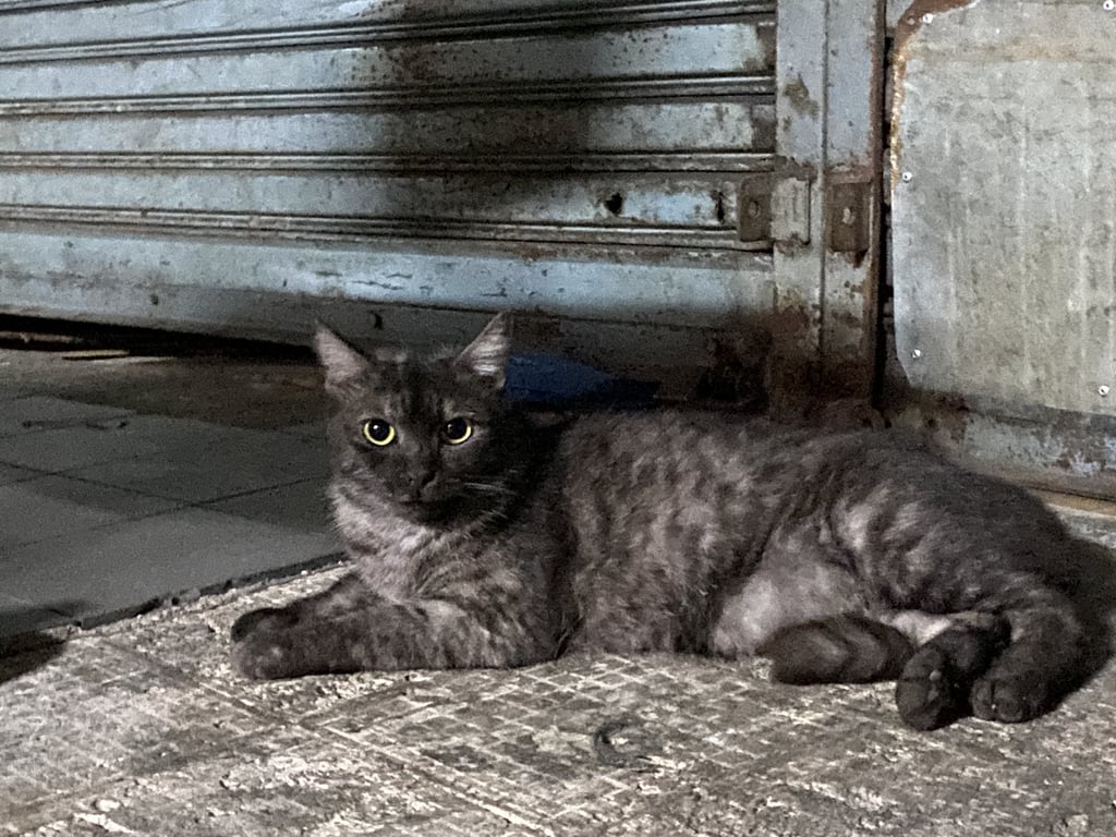 ตามหาเจ้าของแมว ลักษณะอ้วน บริเวณโบ๊เบ๊สะพาน5
