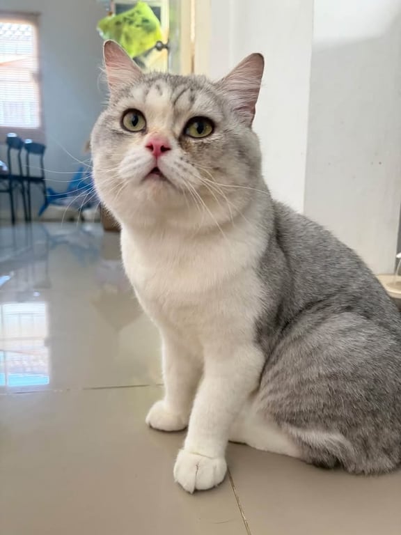 ฮั้งตู๋
