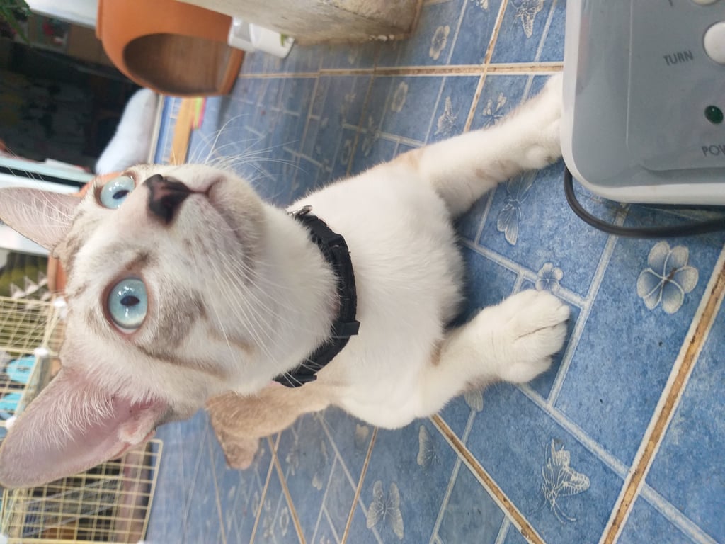 ตามหาเจ้าของแมว แมวผู้ วัยประมาณ 5-7 เดือน ยังไม่ทำหมัน ปลายจมูกเป็นรูปหัวใจสีดำ ตาสีฟ้า  สีตัวขาวนวล ลายสีเทาที่ขา