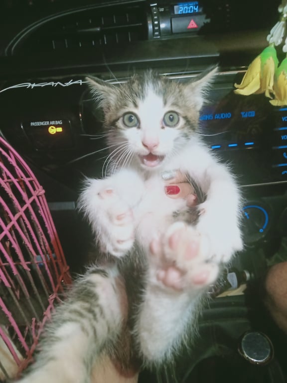 ตามหาเจ้าของแมว ไม่รุ้แมวใครมาเกิดลูกไว้สงสารมาก