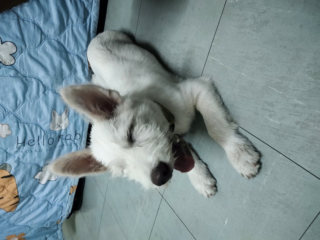 ตามหาเจ้าของหมา เพศเมียสีขาวหูตั้งพิกัด รพ.สมเด็จพระนางเจ้าสิริกิติ์ อ.สัตหีบ