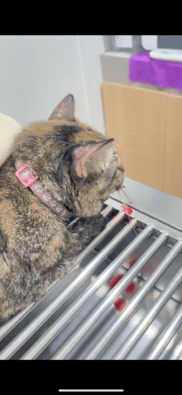 ตามหาเจ้าของแมว **เจอน้องถูกรถชน นั่งหายใจหอบ กรามหัก ฟันแตก ขณะพบเจอได้ส่งน้องไปรักษาอยู่ที่ #โรงพยาบาลสัตว์บางกอกเวทเฮลท์ สาขา กรุงเทพกรีฑา โทร. 099-222-5565