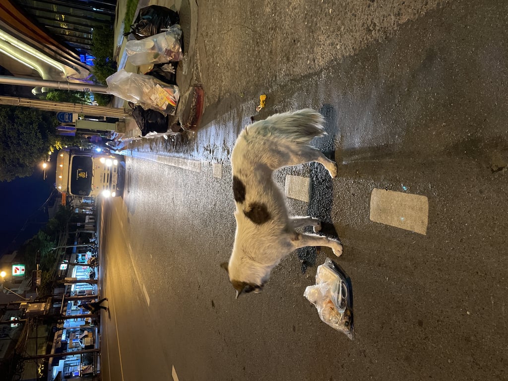 ตามหาเจ้าของหมา บางขุนนนท์ซอย4 ไม่ดุนะ