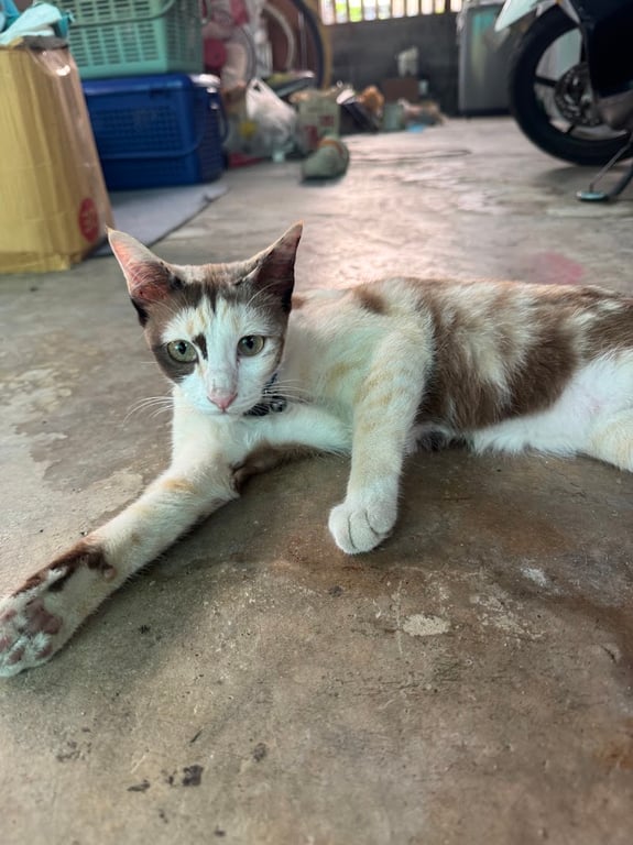 คลีนิคหมอมนต์รักษาสัตว์