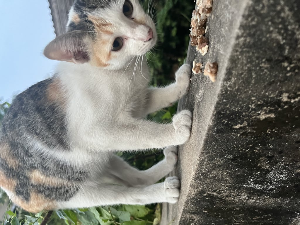 ตามหาเจ้าของแมว อายุ 4 เดือน