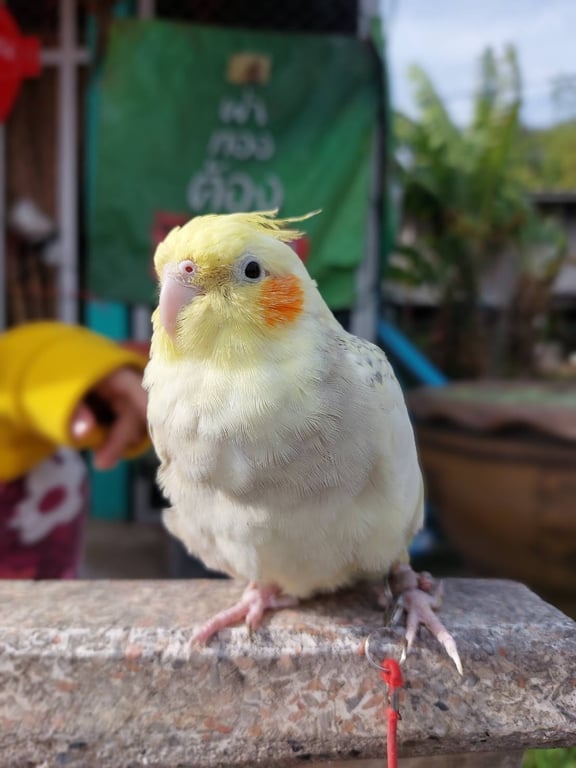 ลัคกี้