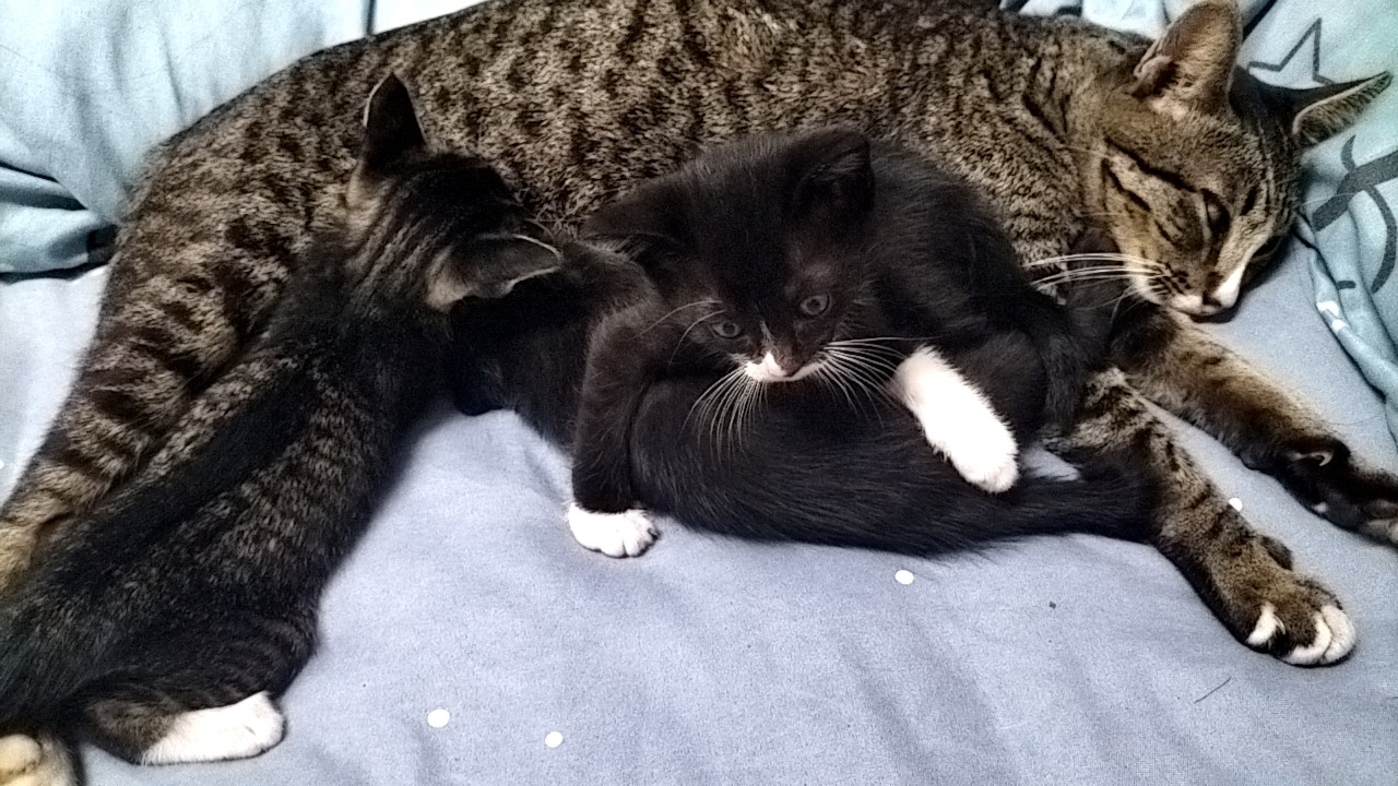 ตามหาเจ้าของแมว แมวจรหาบ้านเป็นแมวแม่ลูก2ตัว