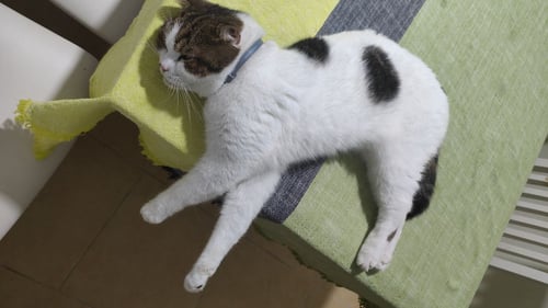 ยาว