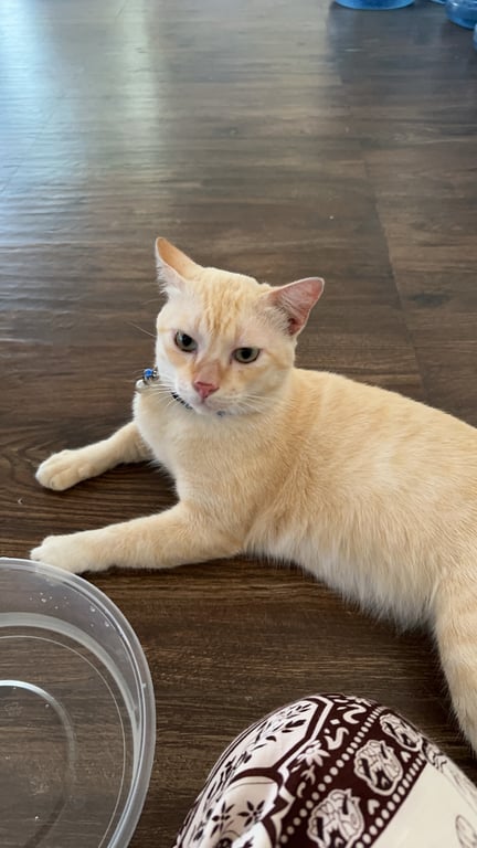 ตามหาเจ้าของแมว 