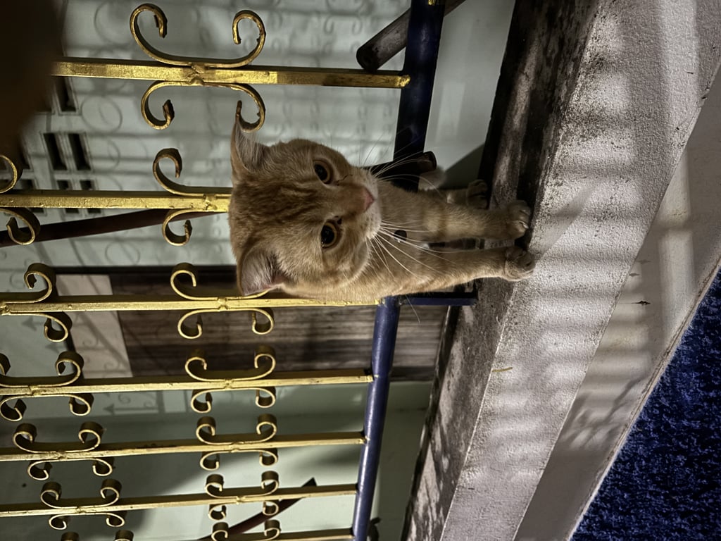 ตามหาเจ้าของแมว น่าจะพันธุ์ผสม