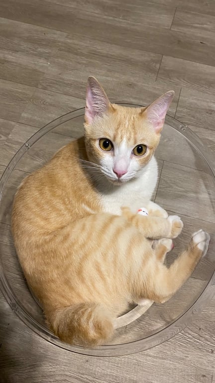 ฟูฟู่