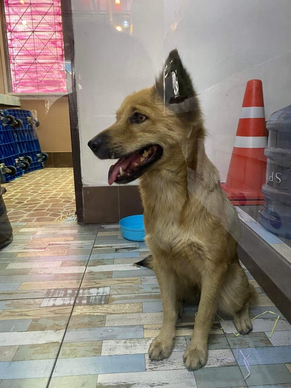 ตามหาเจ้าของหมา ลิ้นมีปานหางฟู น้องเชื่องค่ะ ค่อนข้างติดคน