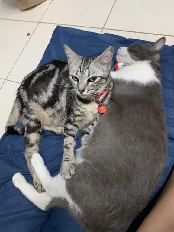 ฮูหยิน