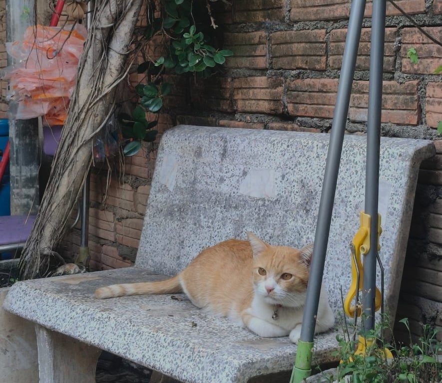 น้องแดง