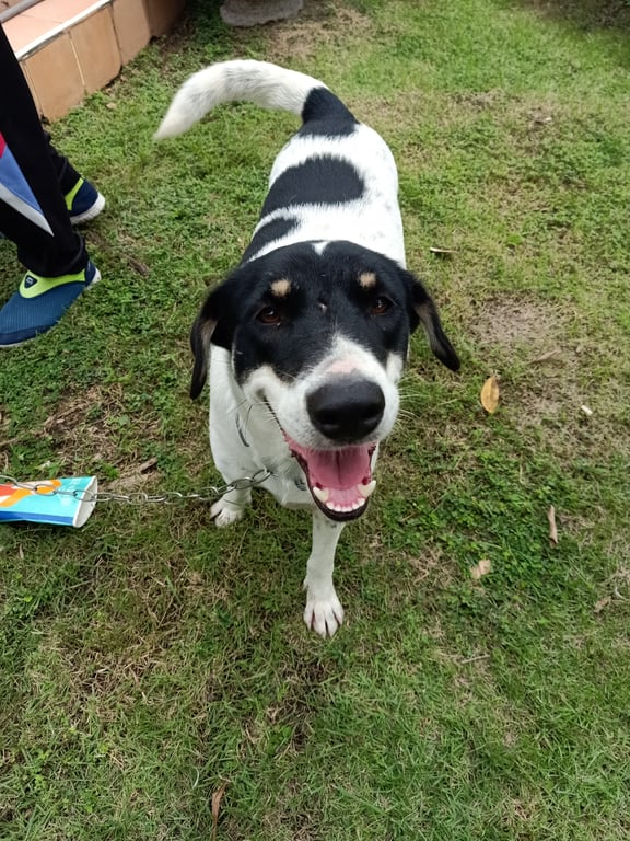 ตามหาเจ้าของหมา หลงอยู่แถวโลตัสชลบุรีมีโซ่สีเงินคล้องคอลักษณะน้องดูดีสะอาดเชื่องมาก สี ขาว ดำ มีจุดสีน้ำตาลทบนเปลือกตาสองข้าง