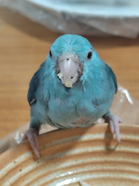 บลู