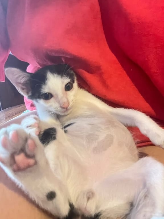 ฟอเจียร์