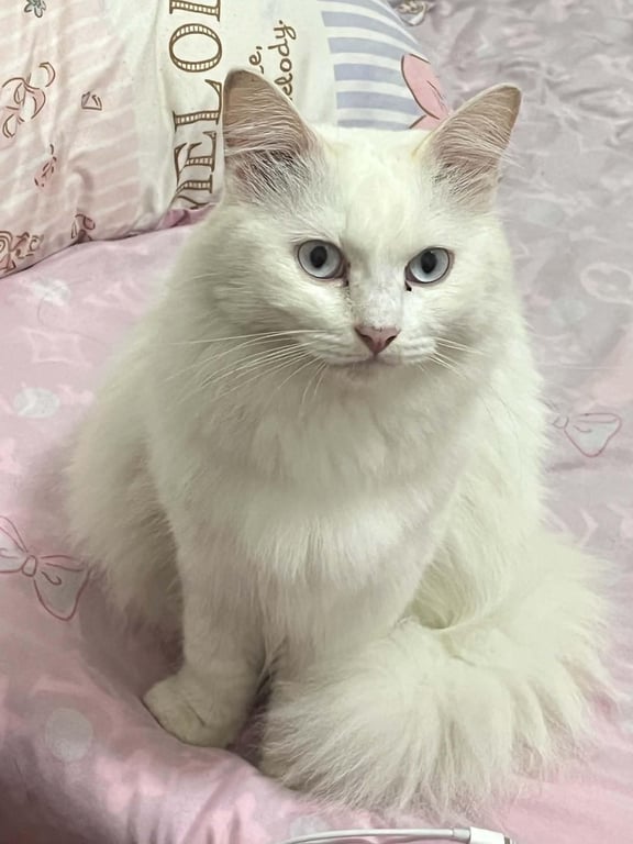 นาเนีย