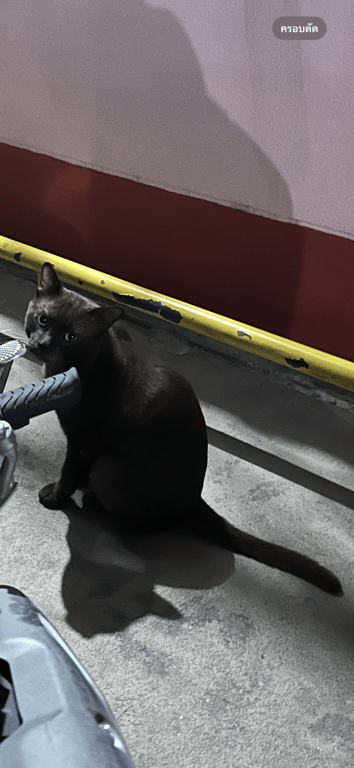 ตามหาเจ้าของแมว 