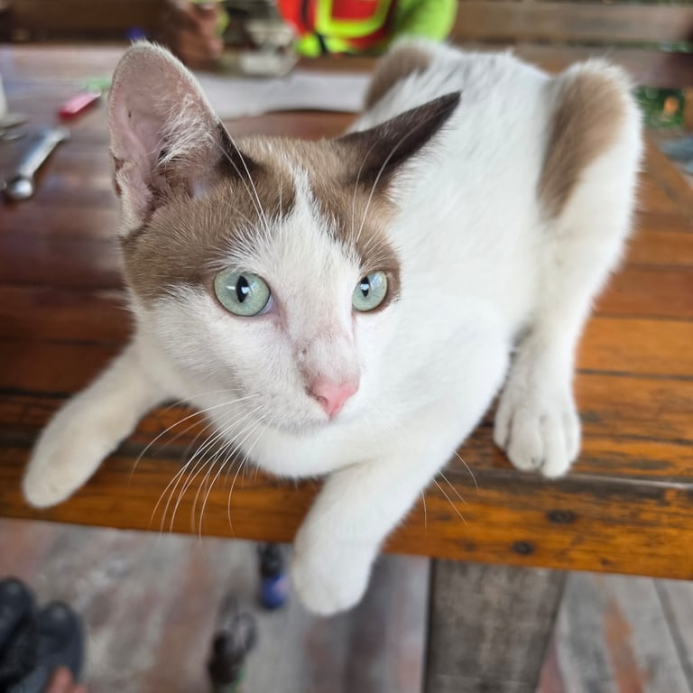 เจ้าสัว