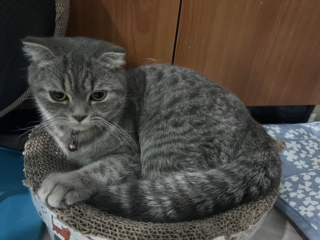 ฮานะ