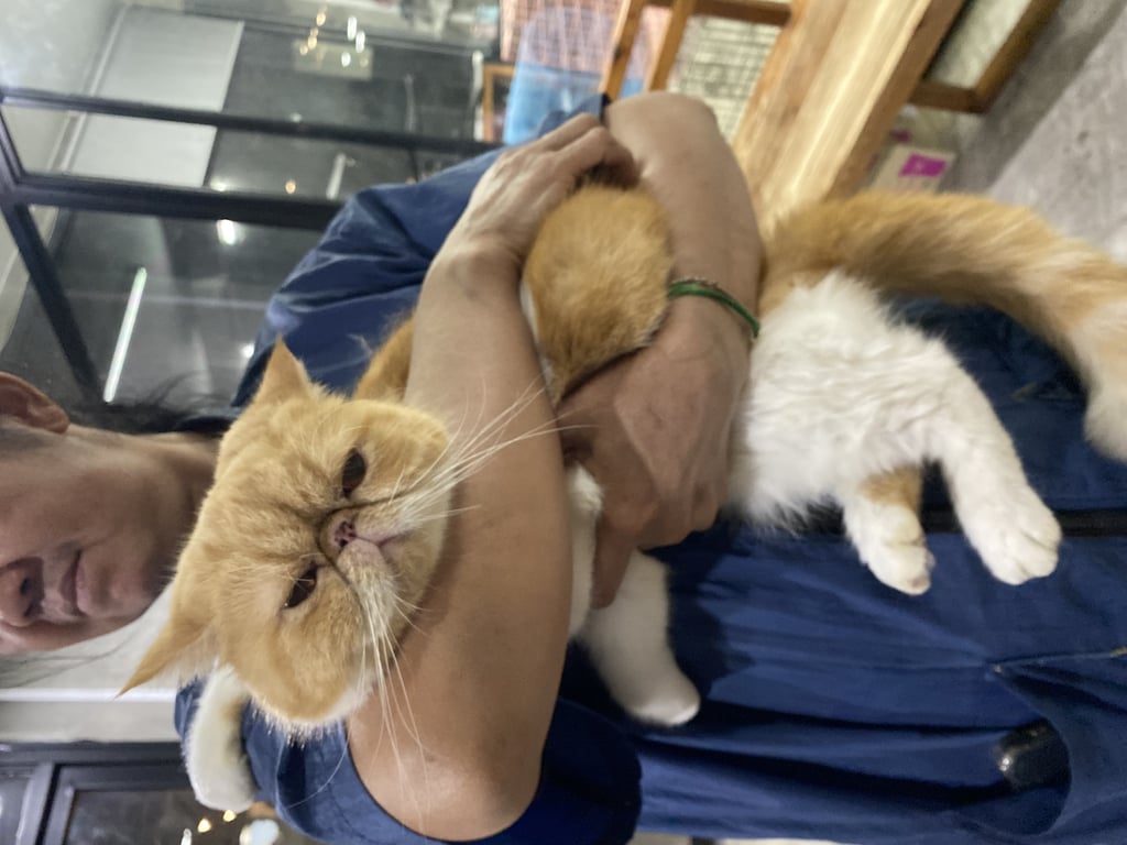 ตามหาเจ้าของแมว เจอน้องที่กลางถนนในซอยแถวบางนา อุดมสุข ไม่มีปลอกคอ สภาพมอมแมม แต่ยังอ้วนท้วนสมบูรณ์ ไม่มีอาการกลัวคน เชื่อง