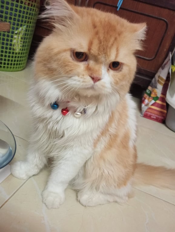 น้องบุ้ง
