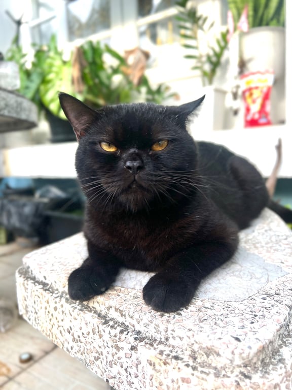 นำโชค