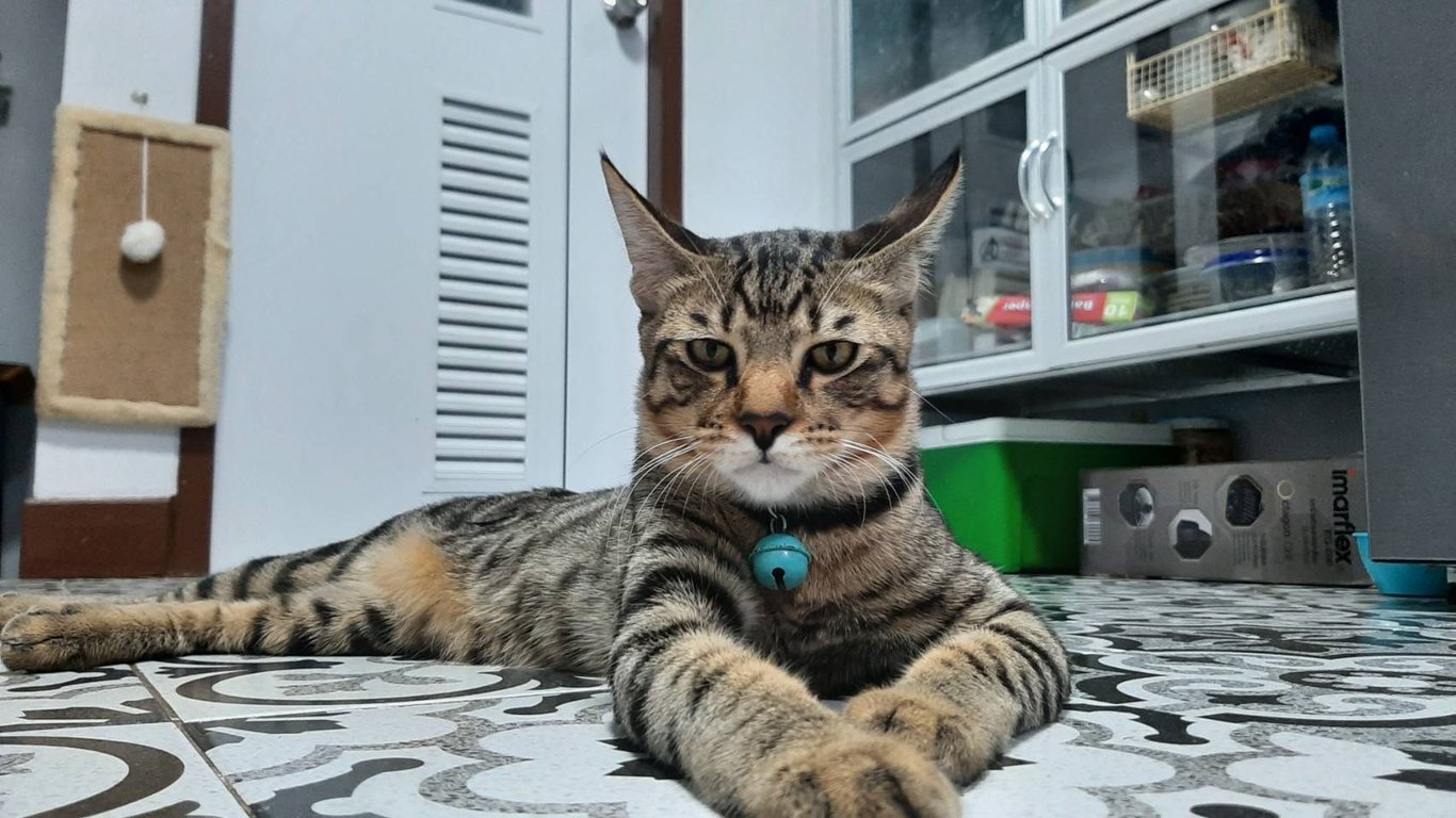 พูม่า