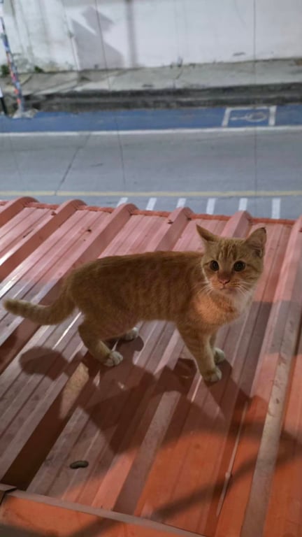 ตามหาเจ้าของแมว แมวเพศเมียสีส้มปนขาว ใส่ถุงเท้า มีรอยดำปลายหูซ้าย จมูก เท้าสีชมพู ขี้อ้อน ติดคน