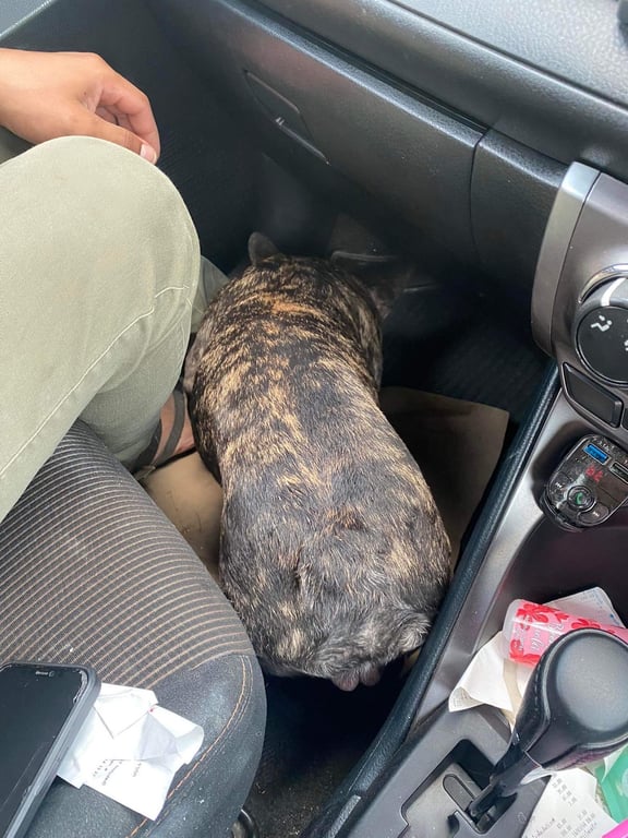 ตามหาเจ้าของหมา น้องวิ่งอยู่นิคมสาย11