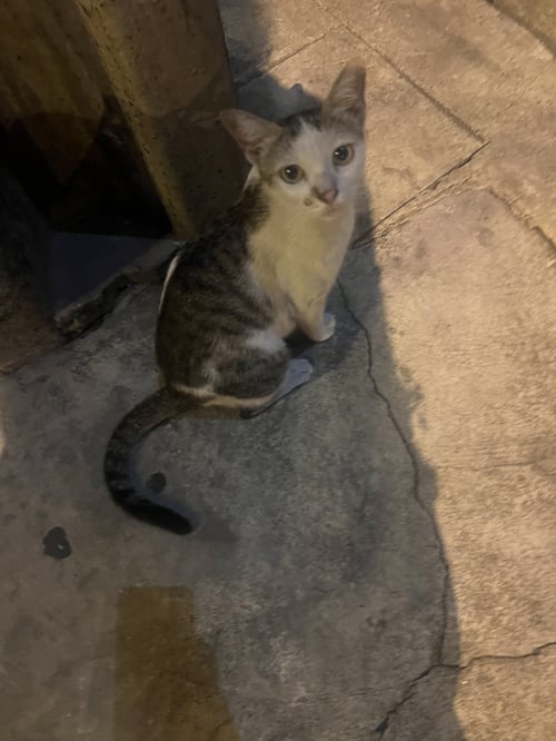 Kitty