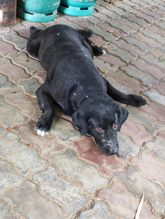 ตามหาเจ้าของหมา ไม่มีปลอกคออัธยาศัยดี เล่นกับสุนัขในบ้าน