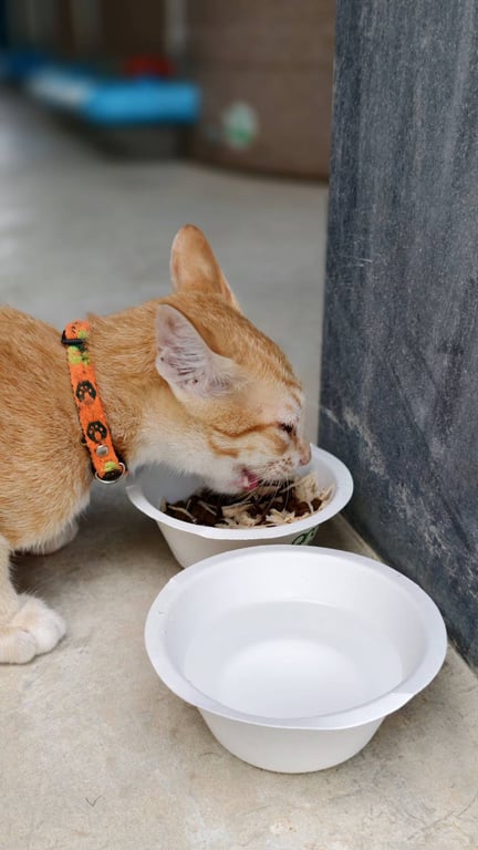 ตามหาเจ้าของแมว แมวสีส้ม ปลายหางงอเล็กน้อย มีปลอกคอสีส้มและเขียวอ่อน