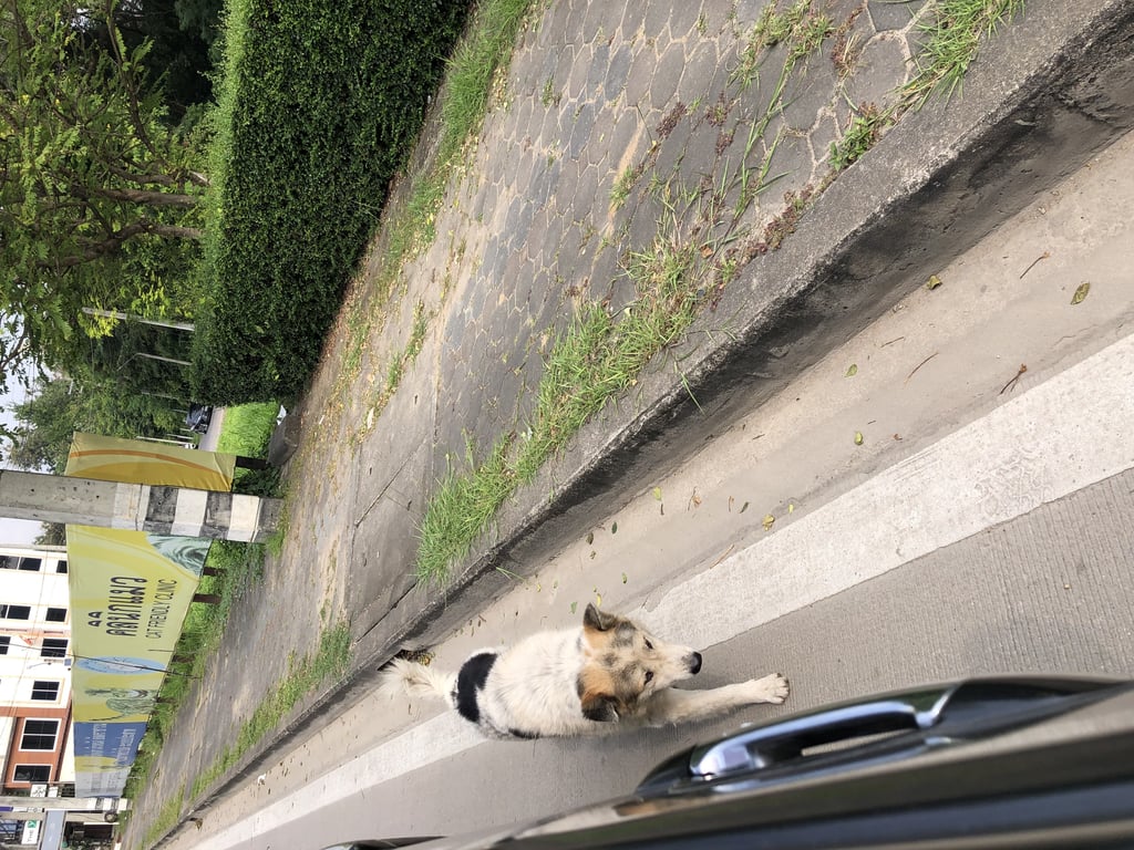 ตามหาเจ้าของหมา น้องเหมือนอายุจะเยอะ ตัวใหญ่ มีสีขาว ด้านหลังสีดำ
ไม่ดุ แต่ไม่ยอมให้จับ