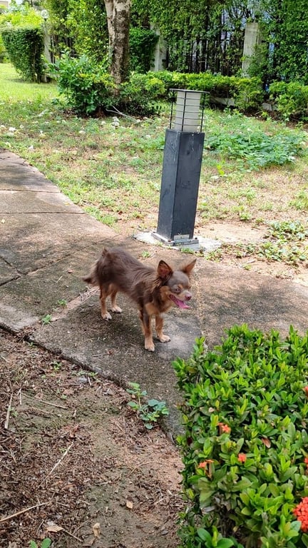 ตามหาเจ้าของหมา สุนัขพันธ์ผสม