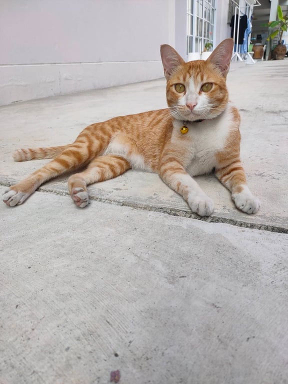 ทอง