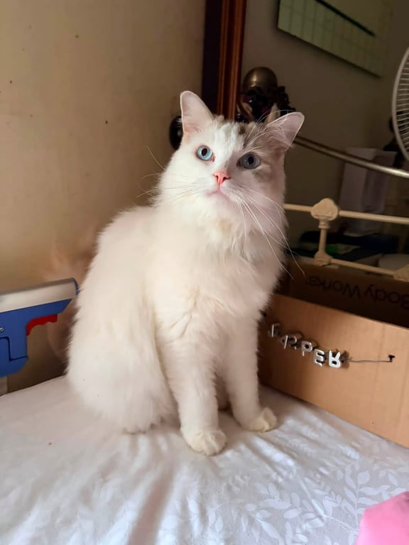 Jasper (แจ๊สเปอร์)