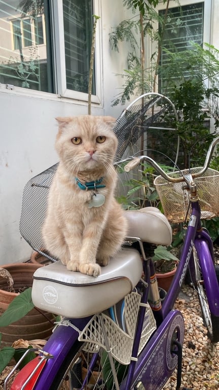 เทียนซื่อ