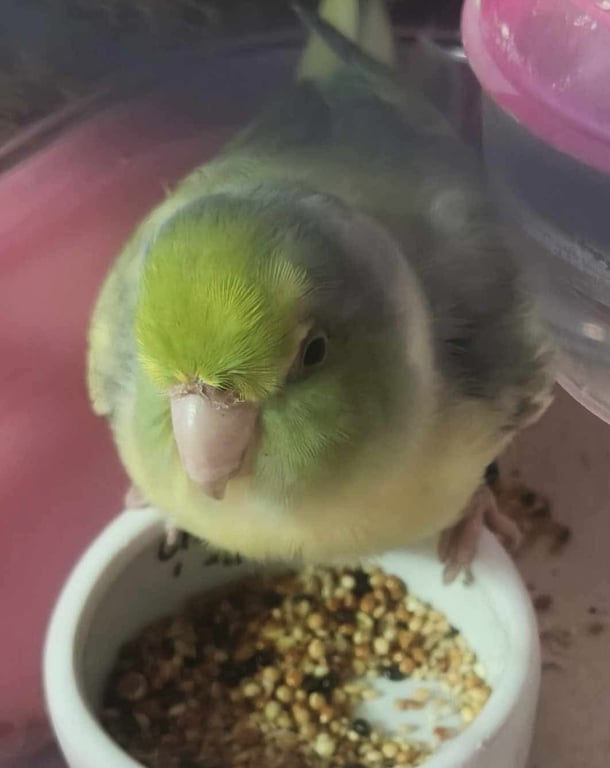 ตามหาเจ้าของนก 