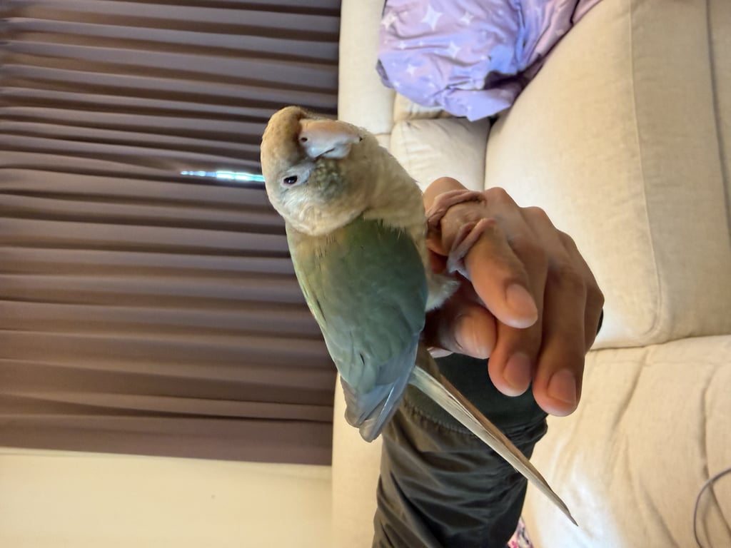 ตามหาเจ้าของนก 